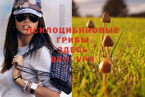стаф Каменка